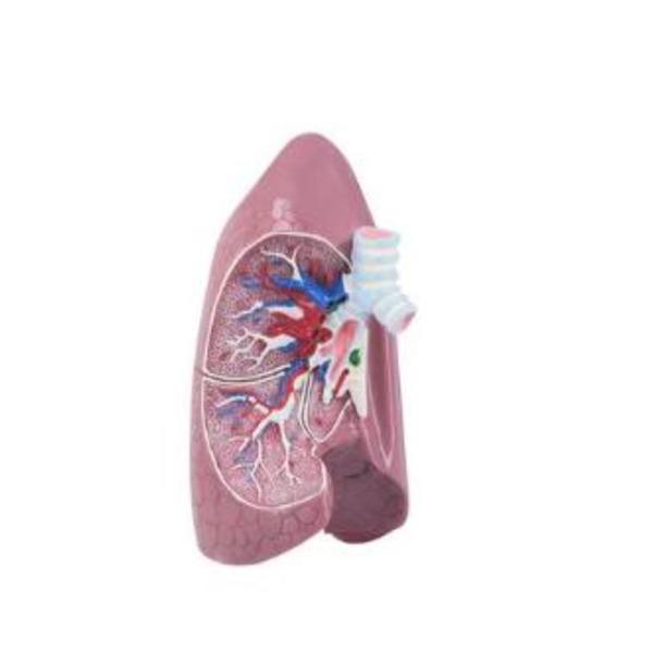 Lung Model Anatomical Ea